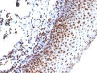 Formalin-fixed, paraffin-embedded human Tonsil stained with Histone H1 Monoclonal Antibody (SPM256)