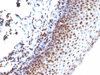 Formalin-fixed, paraffin-embedded human Tonsil stained with Histone H1 Monoclonal Antibody (SPM256)