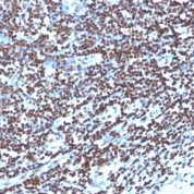 Formalin-fixed, paraffin-embedded human Tonsil stained with Histone H1 Monoclonal Antibody (1415-1)