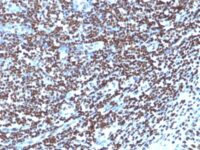 Formalin-fixed, paraffin-embedded human Tonsil stained with Histone H1 Monoclonal Antibody (1415-1)