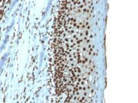 Formalin-fixed, paraffin-embedded Rat Pancreas stained with Histone H1 Mouse Recombinant Monoclonal Antibody (r1415-1)