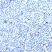Formalin-fixed, paraffin-embedded human Tonsil stained with MHC I Monoclonal Antibody (SPM418).