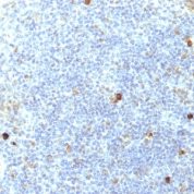 Formalin-fixed, paraffin-embedded human Tonsil stained with MHC I Monoclonal Antibody (SPM417).