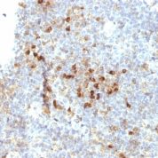 Formalin-fixed, paraffin-embedded human Tonsil stained with HLA-DRA Monoclonal Antibody (19-26.1).