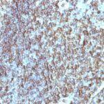 Formalin-fixed, paraffin-embedded human Tonsil stained with HLA-DRB Monoclonal Antibody (SPM288).