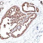 Formalin-fixed, paraffin-embedded human Pancreas stained with HSP6 Monoclonal Antibody (LK1).