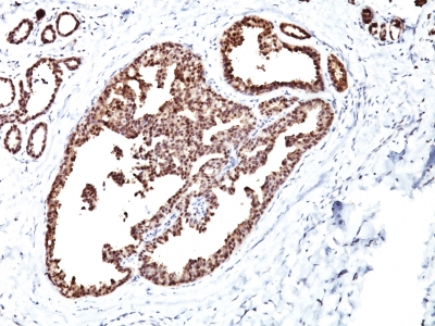 Formalin-fixed, paraffin-embedded human Pancreas stained with HSP6 Monoclonal Antibody (LK1).