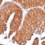 Formalin-fixed, paraffin-embedded human Pancreas stained with HSP6 Monoclonal Antibody (SPM253).