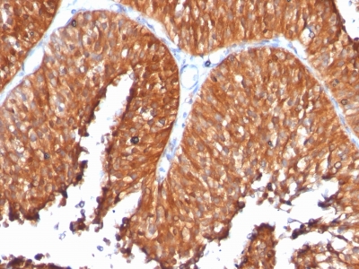Formalin-fixed, paraffin-embedded human Pancreas stained with HSP6 Monoclonal Antibody (SPM253).