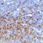 Formalin-fixed, paraffin-embedded human Tonsil stained with IgG Monoclonal Antibody (IG266)