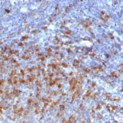 Formalin-fixed, paraffin-embedded human Tonsil stained with IgG Monoclonal Antibody (IG266)