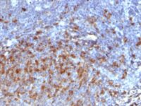 Formalin-fixed, paraffin-embedded human Tonsil stained with IgG Monoclonal Antibody (IG266)