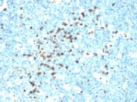 Formalin-fixed, paraffin-embedded human Tonsil stained with IgG Monoclonal Antibody (IG217 + IG266)