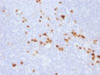 Formalin-fixed, paraffin-embedded human Tonsil stained with Anti-human IgG Recombinant Rabbit Monoclonal Antibody (IG57R)