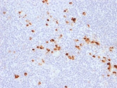 Formalin-fixed, paraffin-embedded human Tonsil stained with Anti-human IgG Recombinant Rabbit Monoclonal Antibody (IG57R)