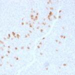 Formalin-fixed, paraffin-embedded Human Tonsil stained with IgG4 Monoclonal Antibody (IGHG4/1345).