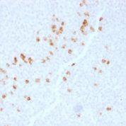 Formalin-fixed, paraffin-embedded Human Tonsil stained with IgG4 Monoclonal Antibody (IGHG4/1345).