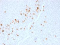 Formalin-fixed, paraffin-embedded Human Tonsil stained with IgG4 Monoclonal Antibody (IGHG4/1345).