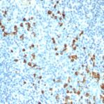 Formalin-fixed, paraffin-embedded human Tonsil stained with IgM Monoclonal Antibody (ICO-3)