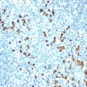 Formalin-fixed, paraffin-embedded human Tonsil stained with IgM Monoclonal Antibody (ICO-3)