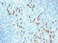 Formalin-fixed, paraffin-embedded human Tonsil stained with IgM Monoclonal Antibody (ICO-3)