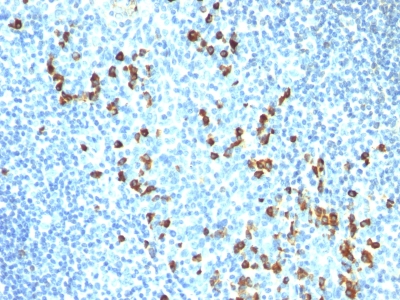 Formalin-fixed, paraffin-embedded human Tonsil stained with IgM Monoclonal Antibody (ICO-3)