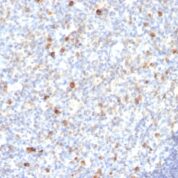 Formalin-fixed, paraffin-embedded human Tonsil stained with IgM Monoclonal Antibody (SPM188)