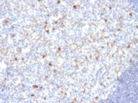 Formalin-fixed, paraffin-embedded human Tonsil stained with IgM Monoclonal Antibody (SPM188)