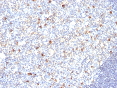 Formalin-fixed, paraffin-embedded human Tonsil stained with IgM Monoclonal Antibody (SPM188)
