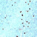 Formalin-fixed, paraffin-embedded human Tonsil stained with IgM Monoclonal Antibody (SPM557)