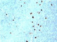 Formalin-fixed, paraffin-embedded human Tonsil stained with IgM Monoclonal Antibody (SPM557)