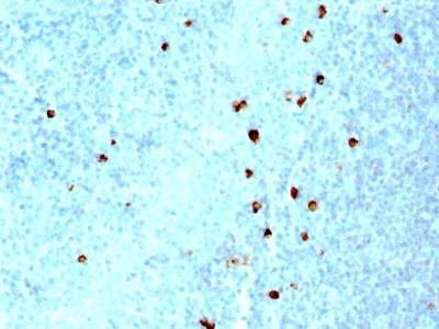 Formalin-fixed, paraffin-embedded human Tonsil stained with IgM Monoclonal Antibody (SPM557)