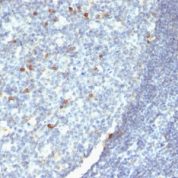 Formalin-fixed, paraffin-embedded human Tonsil stained with IgM Monoclonal Antibody (IM26 + IM373 + ICO-3)