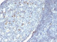 Formalin-fixed, paraffin-embedded human Tonsil stained with IgM Monoclonal Antibody (IM26 + IM373 + ICO-3)