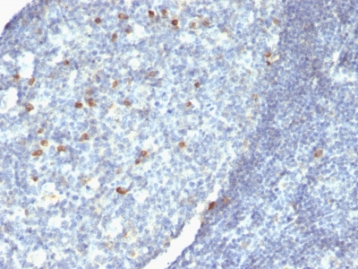Formalin-fixed, paraffin-embedded human Tonsil stained with IgM Monoclonal Antibody (IM26 + IM373 + ICO-3)