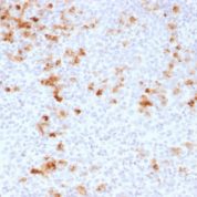Formalin-fixed, paraffin-embedded human Tonsil stained with Kappa Light Chain Monoclonal Antibody (KLC1278).