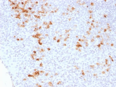 Formalin-fixed, paraffin-embedded human Tonsil stained with Kappa Light Chain Monoclonal Antibody (KLC1278).