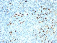 Formalin-fixed, paraffin-embedded human Tonsil stained with Lambda Light Chain Monoclonal Antibody (ICO-16).