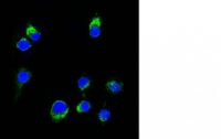 Confocal Immunofluorescent analysis of Ramos cells using AF488-labeled Isotype Control Monoclonal Antibody (IgG2a) (Green). DAPI was used to stain the cell nuclei (blue). (Negative Control)