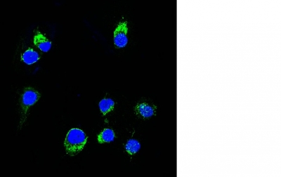 Confocal Immunofluorescent analysis of Ramos cells using AF488-labeled Isotype Control Monoclonal Antibody (IgG2a) (Green). DAPI was used to stain the cell nuclei (blue). (Negative Control)