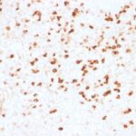 Formalin-fixed, paraffin-embedded human Tonsil stained with Lambda Light Chain Monoclonal Antibody (N1/2).