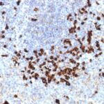 Formalin-fixed, paraffin-embedded human Tonsil stained with Lambda Light Chain Monoclonal Antibody (LLC/1738).