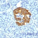 Formalin-fixed, paraffin-embedded human Pancreas stained with Insulin Monoclonal Antibody (2D11-H5).