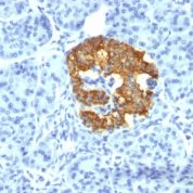 Formalin-fixed, paraffin-embedded human Pancreas stained with Insulin Monoclonal Antibody (2D11-H5).