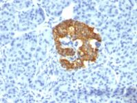 Formalin-fixed, paraffin-embedded human Pancreas stained with Insulin Monoclonal Antibody (2D11-H5).