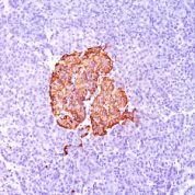 Formalin-fixed, paraffin-embedded human Pancreas stained with Insulin Monoclonal Antibody (SPM139).