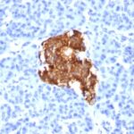 Formalin-fixed, paraffin-embedded human Pancreas stained with Insulin Monoclonal Antibody (E2-E3).