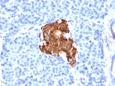 Formalin-fixed, paraffin-embedded human Pancreas stained with Insulin Monoclonal Antibody (E2-E3).
