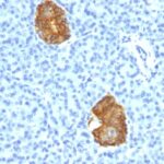 Formalin-fixed, paraffin-embedded human Pancreas stained with Insulin Monoclonal Antibody (E2-E3+2D11-H5).