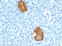 Formalin-fixed, paraffin-embedded human Pancreas stained with Insulin Monoclonal Antibody (E2-E3+2D11-H5).